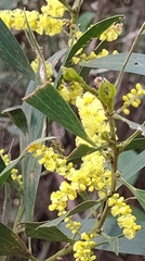 Acacia longifolia longifolia