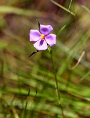 Osbeckia chinensis