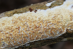 Basidioradulum radula