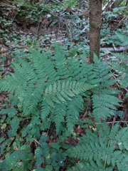 Dryopteris carthusiana