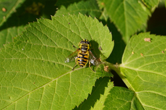 Myathropa florea