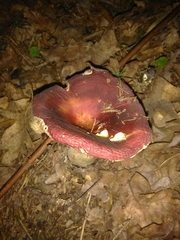 Russula aurea