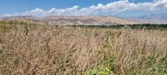 Lathyrus tuberosus