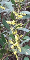 Acacia longifolia longifolia