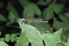 Platycnemis phyllopoda
