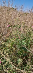 Lathyrus tuberosus