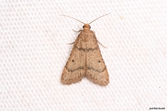 Bostra obsoletalis