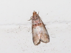 Acrobasis advenella