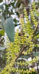 Acacia longifolia longifolia