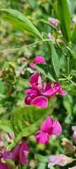 Lathyrus tuberosus