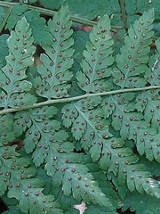 Dryopteris carthusiana