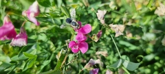 Lathyrus tuberosus
