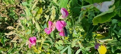 Lathyrus tuberosus