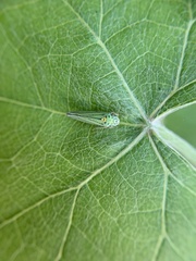 Graphocephala atropunctata
