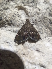 Hymenia