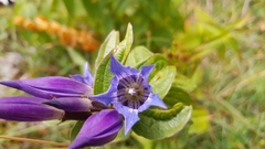 Gentiana asclepiadea