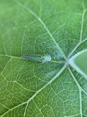 Graphocephala atropunctata