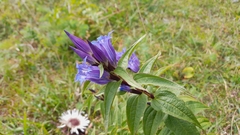Gentiana asclepiadea
