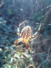 Neoscona adianta