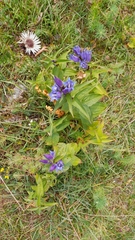 Gentiana asclepiadea