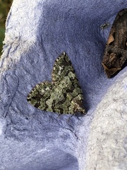Hydriomena furcata