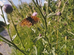 Melitaea