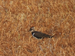 Vanellus vanellus