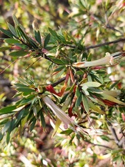 Styphelia triflora