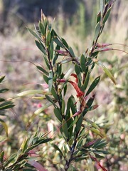 Styphelia triflora