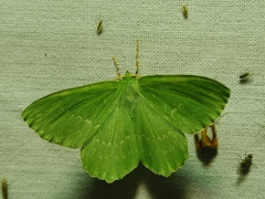 Geometra papilionaria