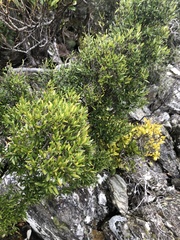 Coprosma pseudocuneata