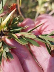 Styphelia triflora
