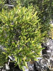 Coprosma pseudocuneata