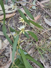 Eucalyptus tereticornis