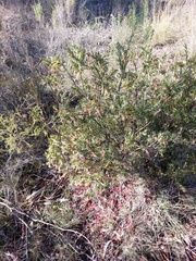 Styphelia triflora