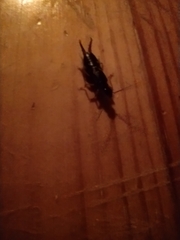 Forficula auricularia