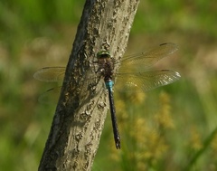 Anax parthenope