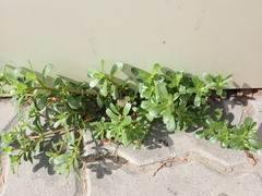 Portulaca oleracea