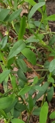 Polygonum