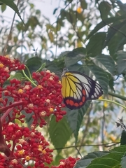 Delias hyparete luzonensis
