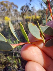 Acacia buxifolia