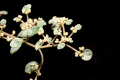 Spyridium parvifolium