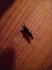 Forficula auricularia