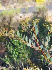Acacia buxifolia