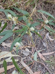 Eucalyptus tereticornis