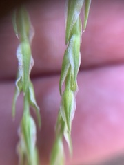 Corispermum declinatum