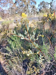 Acacia buxifolia