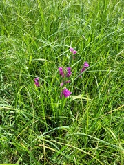 Gladiolus imbricatus