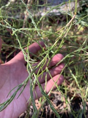 Corispermum declinatum