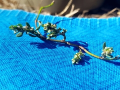 Polygonum arenastrum